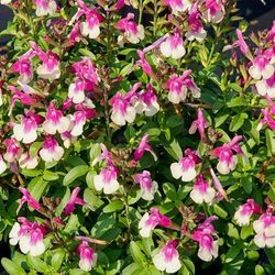 Mirage™ Rose Bicolor Salvia, Autumn Sage, Salvia greggii 'Balmirrobi'